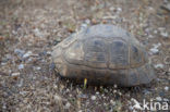 Greek Tortoise (Testudo graeca) 