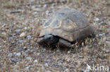 Greek Tortoise (Testudo graeca) 