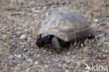 Greek Tortoise (Testudo graeca) 