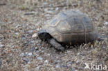 Greek Tortoise (Testudo graeca) 