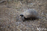 Moorse landschildpad (Testudo graeca) 