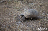 Greek Tortoise (Testudo graeca) 