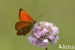 Scarce Copper (Lycaena virgaureae)