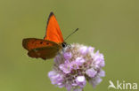 Scarce Copper (Lycaena virgaureae)