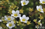 Mossy Saxifrage (Saxifraga hypnoides)