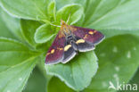 Muntvlinder (Pyrausta aurata)