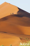 Namib naukluft national park