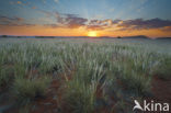 Namib Desert