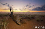 Namib Desert