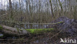 Nationaal Park Lauwersmeer