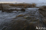 Nationaal Park Lauwersmeer