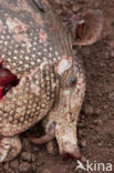 Nine-banded Armadillo (Dasypus novemcinctus)