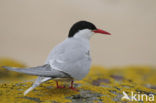 Arctic Tern (Sterna paradisaea)