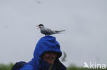 Arctic Tern (Sterna paradisaea)