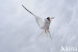 Arctic Tern (Sterna paradisaea)