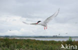 Arctic Tern (Sterna paradisaea)