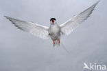 Arctic Tern (Sterna paradisaea)