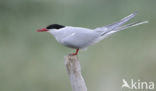 Arctic Tern (Sterna paradisaea)