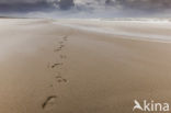 Noordzee