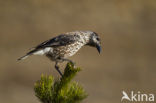 Eurasian Nutcracker (Nucifraga caryocatactes)