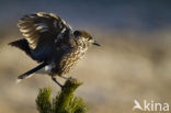 Eurasian Nutcracker (Nucifraga caryocatactes)