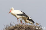 White Stork (Ciconia ciconia)