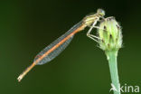 Oranje breedscheenjuffer (Platycnemis acutipennis )