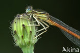 Oranje breedscheenjuffer (Platycnemis acutipennis )