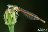 Oranje breedscheenjuffer (Platycnemis acutipennis )