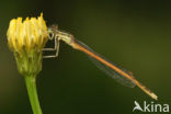 Oranje breedscheenjuffer (Platycnemis acutipennis )