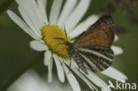 Oranje bremspanner (Isturgia limbaria)