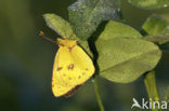 Clouded Yellow (Colias croceus)