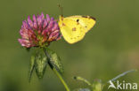 Oranje luzernevlinder (Colias croceus)