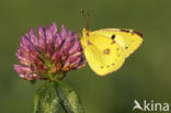 Oranje luzernevlinder (Colias croceus)