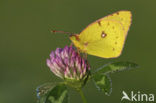 Oranje luzernevlinder (Colias croceus)