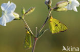 Oranje luzernevlinder (Colias croceus)