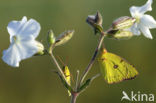 Oranje luzernevlinder (Colias croceus)