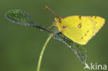 Oranje luzernevlinder (Colias croceus)