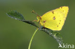 Oranje luzernevlinder (Colias croceus)