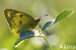 Oranje luzernevlinder (Colias croceus)