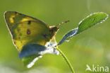 Oranje luzernevlinder (Colias croceus)