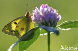 Oranje luzernevlinder (Colias croceus)