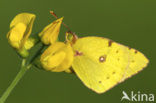 Oranje luzernevlinder (Colias croceus)