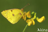 Oranje luzernevlinder (Colias croceus)