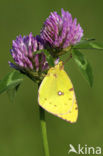 Oranje luzernevlinder (Colias croceus)