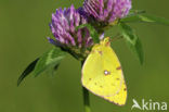 Oranje luzernevlinder (Colias croceus)