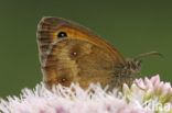 Oranje zandoogje (Pyronia tithonus)