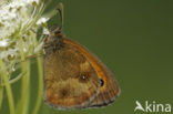 Oranje zandoogje (Pyronia tithonus)