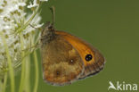 Oranje zandoogje (Pyronia tithonus)