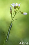 Orange-tip (Anthocharis cardamines)